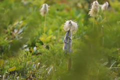 In a forest of Pasqueflower