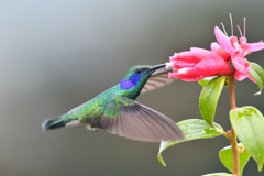 Green Violetear
