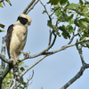 Laughing Falcon