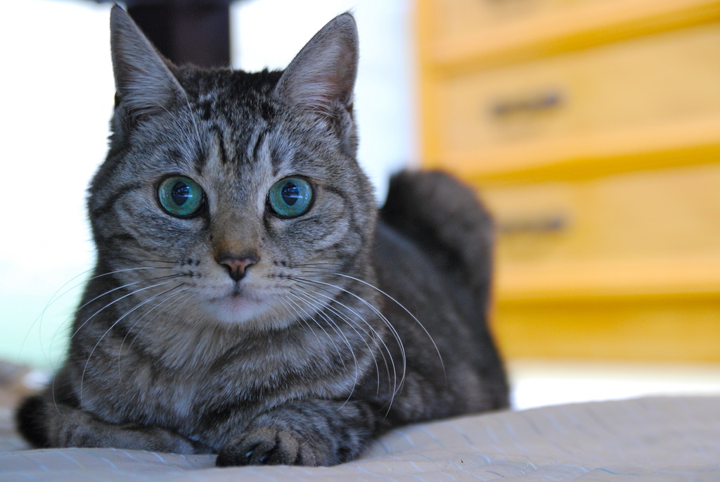 ねこ