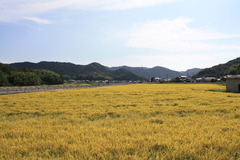 おうむのうにょうにょ