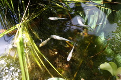 にぼし　じゃないよ　めだかだよ