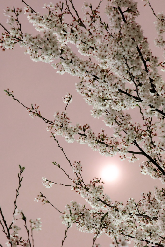 桜月