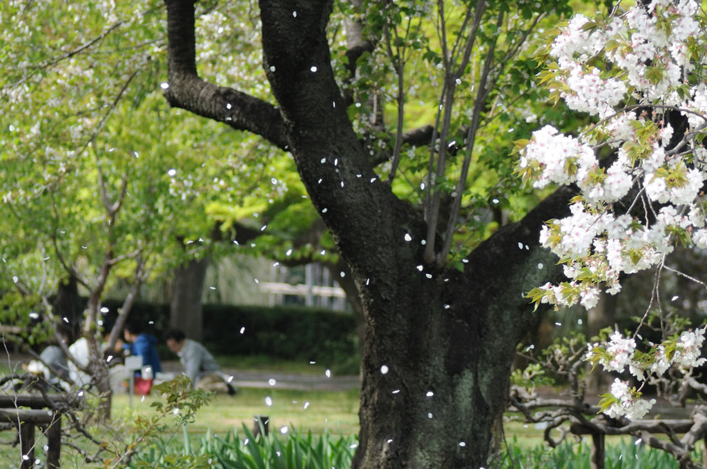 桜吹雪