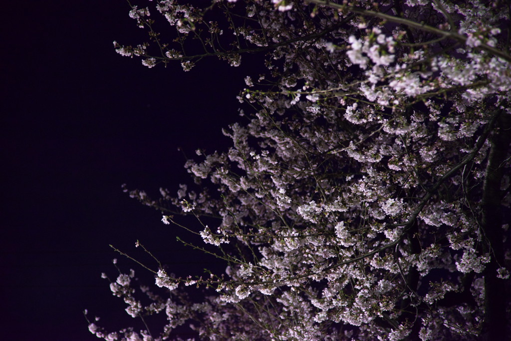 夜桜やゎ～