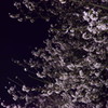夜桜やゎ～