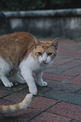 吾輩は猫である、ニャー # 1068