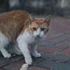 吾輩は猫である、ニャー # 1068