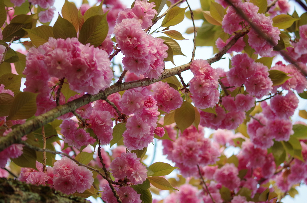 八重桜