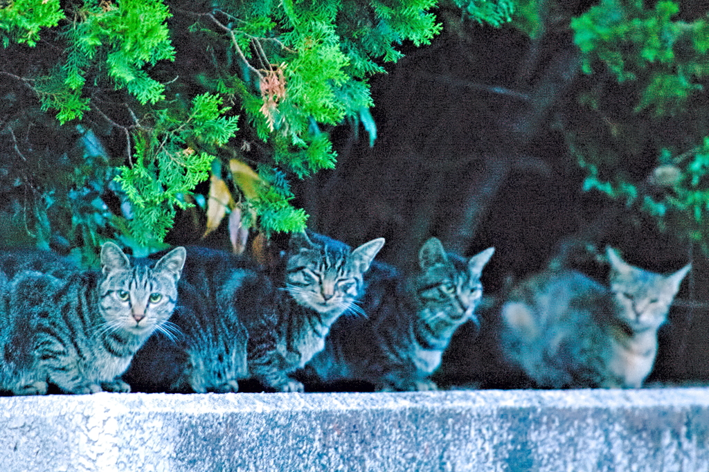吾輩は猫である、ニャー # 544