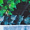 吾輩は猫である、ニャー # 544