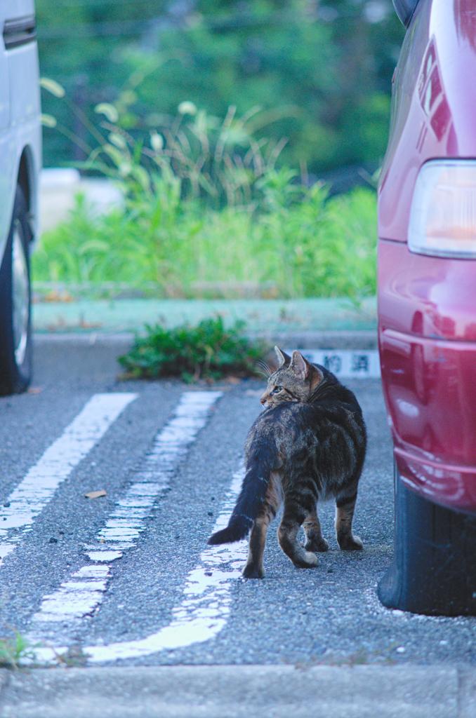 吾輩は猫である、ニャー # 508