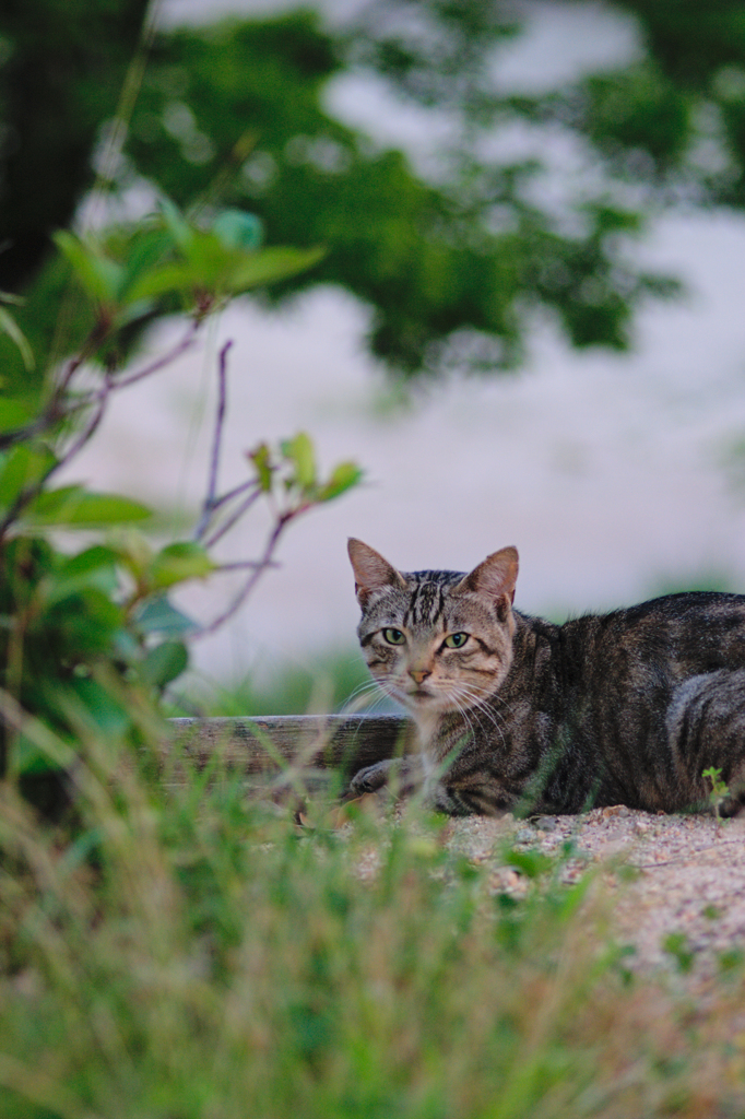 吾輩は猫である、ニャー # 456