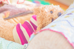 my pretty dog Ⅱ # 225