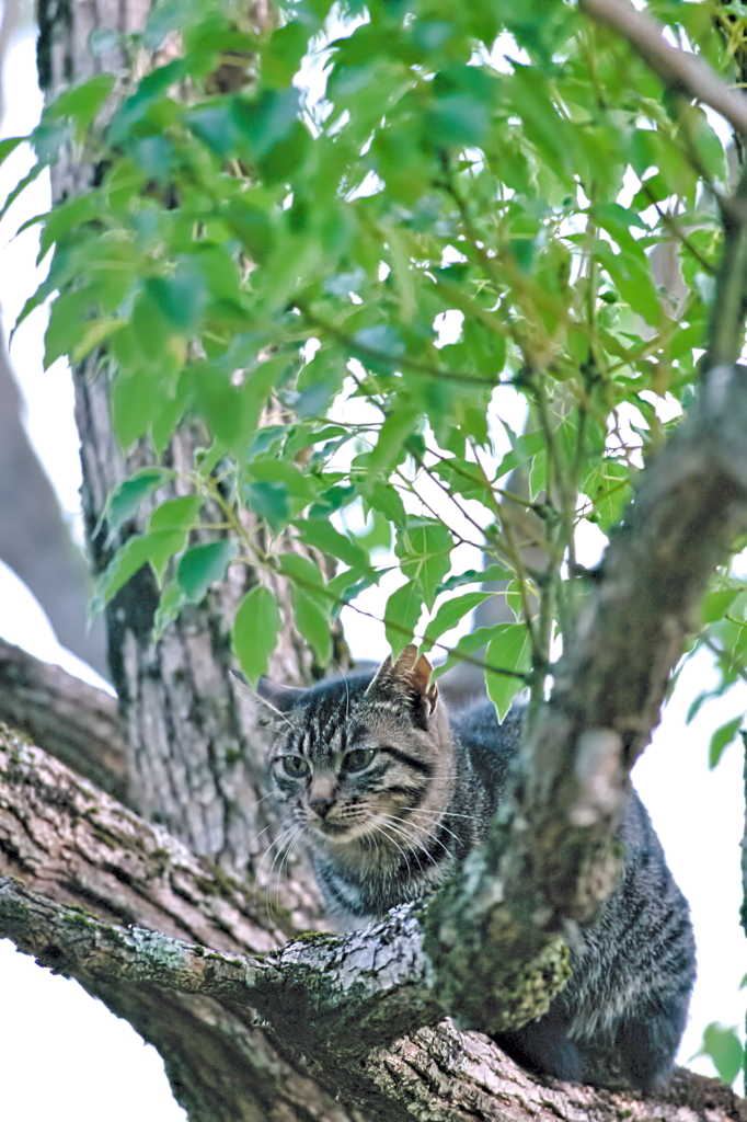 吾輩は猫である、ニャー # 560