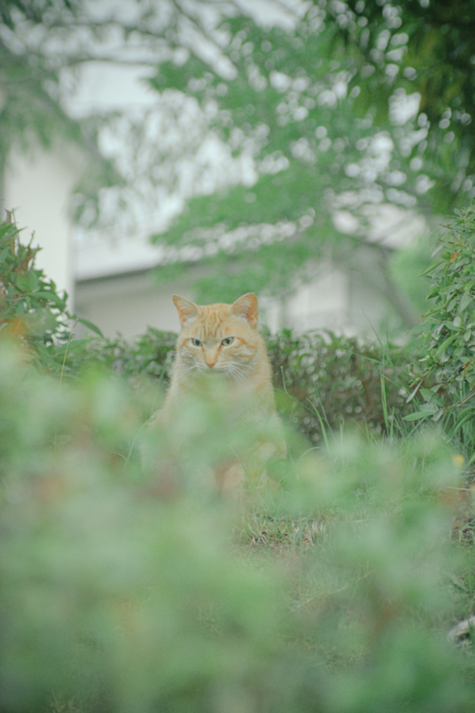 吾輩は猫である、ニャー # 1075