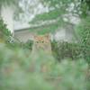 吾輩は猫である、ニャー # 1075