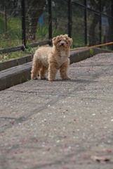 my pretty dog Ⅱ # 235