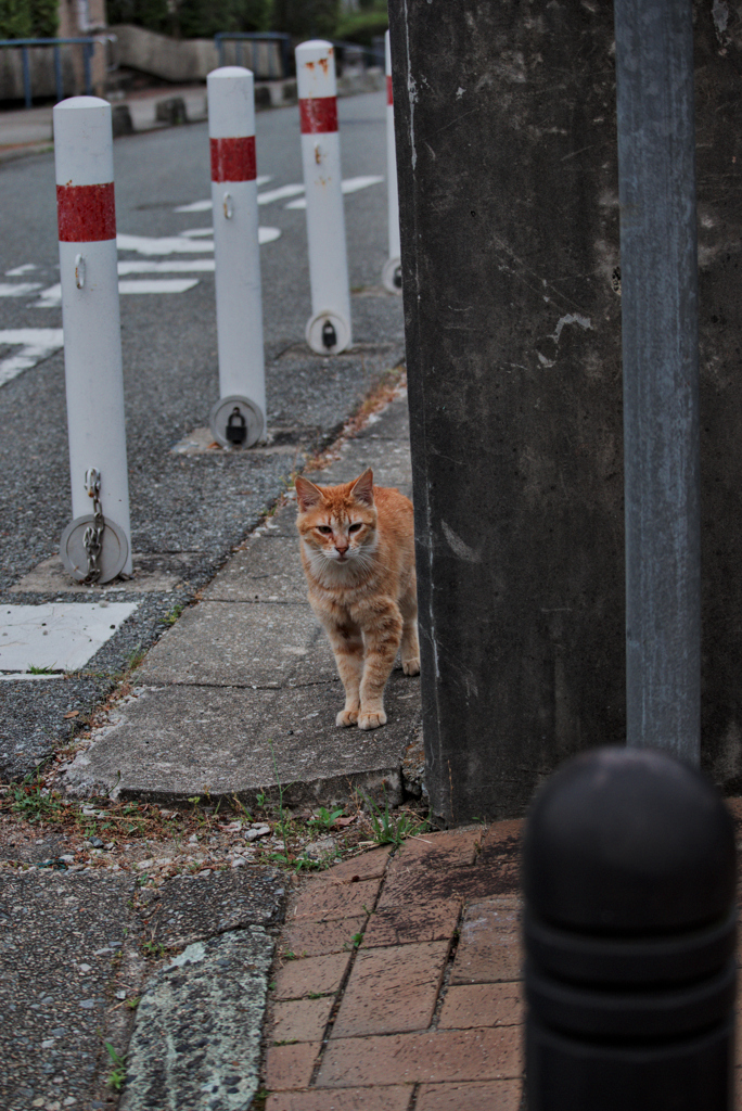 吾輩は猫である、ニャー # 1031