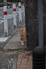 吾輩は猫である、ニャー # 1031