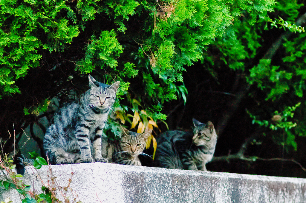 吾輩は猫である、ニャー # 490