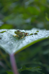 カエル