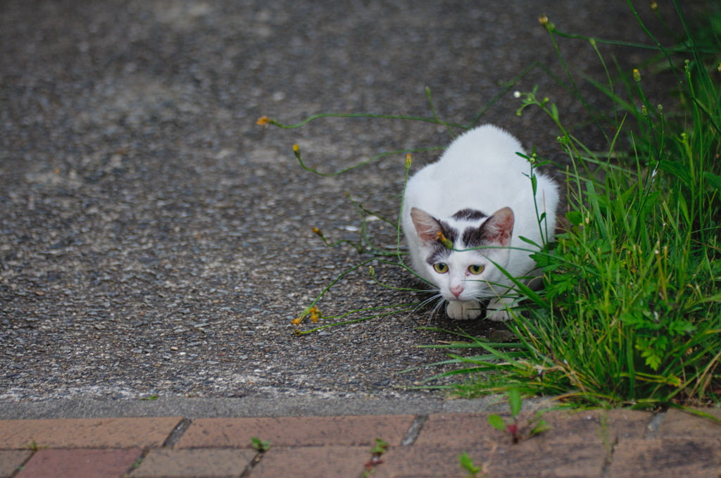 吾輩は猫である、ニャー # 763