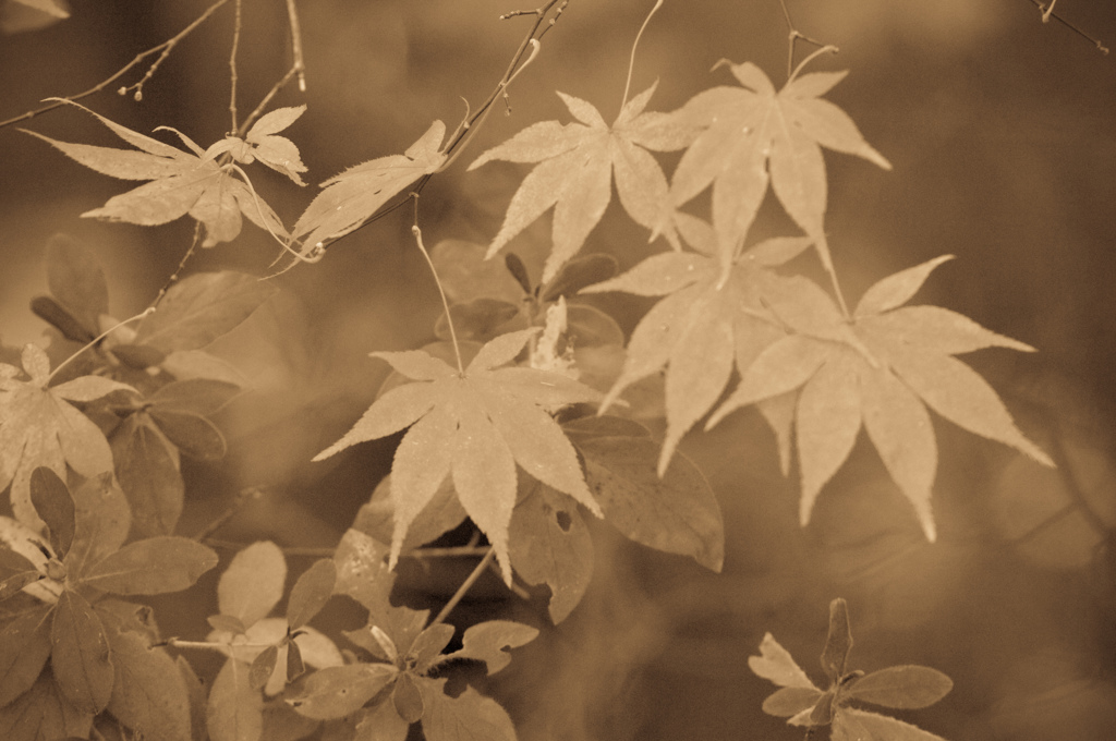 モノクロ紅葉