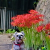 my pretty dog # 302