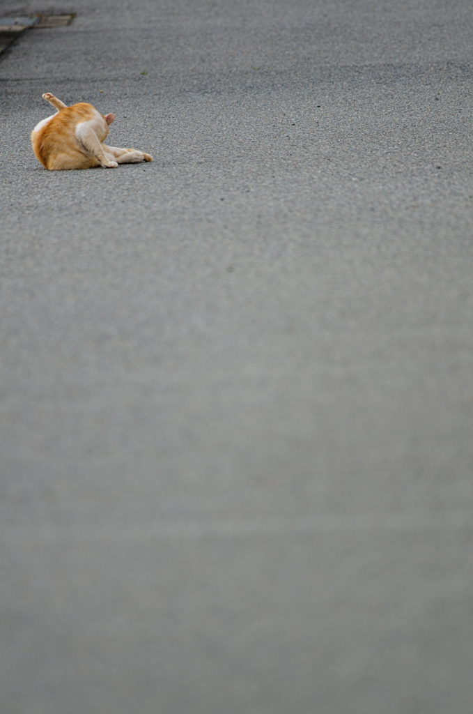 吾輩は猫である、ニャー # 370