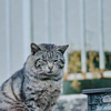 吾輩は猫である、ニャー # 992