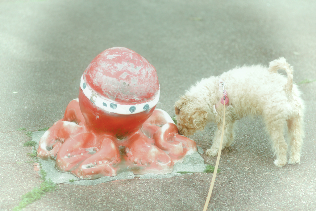 my pretty dog Ⅱ # 259