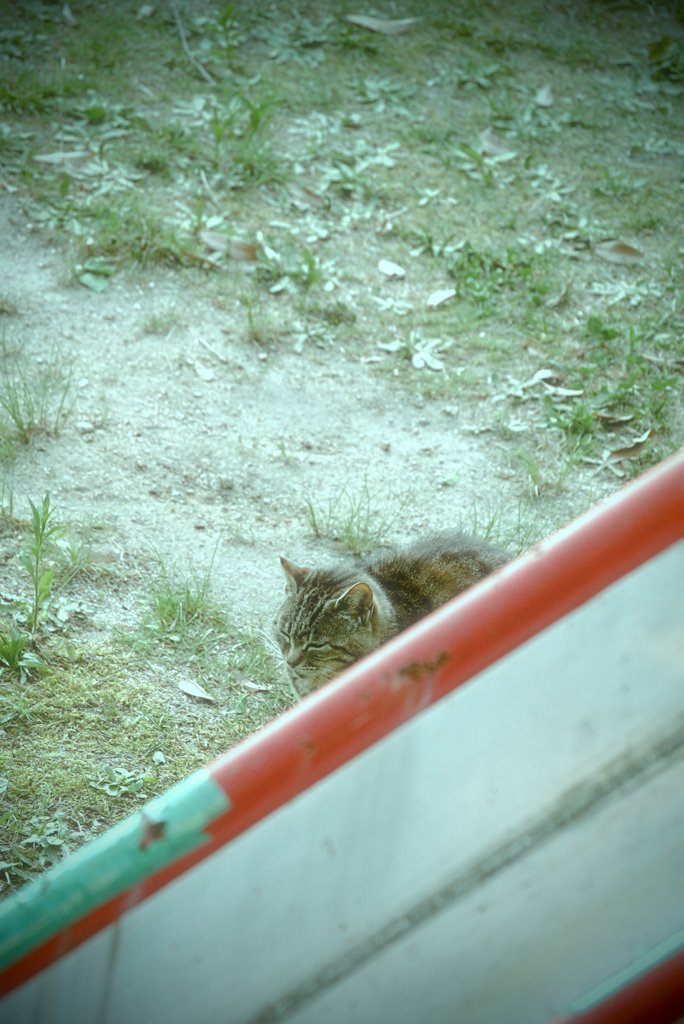 吾輩は猫である、ニャー # 955