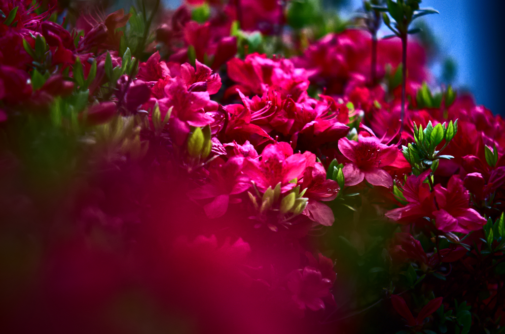 キリシマツツジ