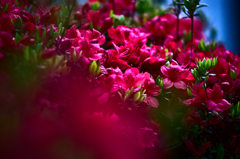 キリシマツツジ