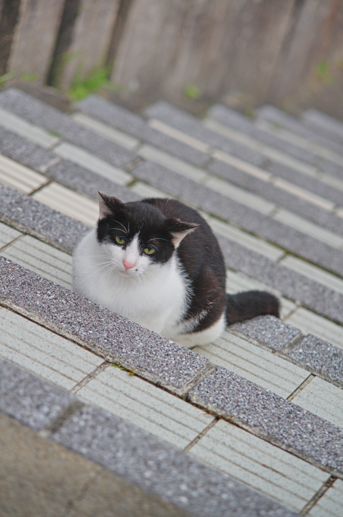 吾輩は猫である、ニャー # 730