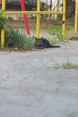 吾輩は猫である、ニャー # 458