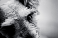 my pretty dog # 75