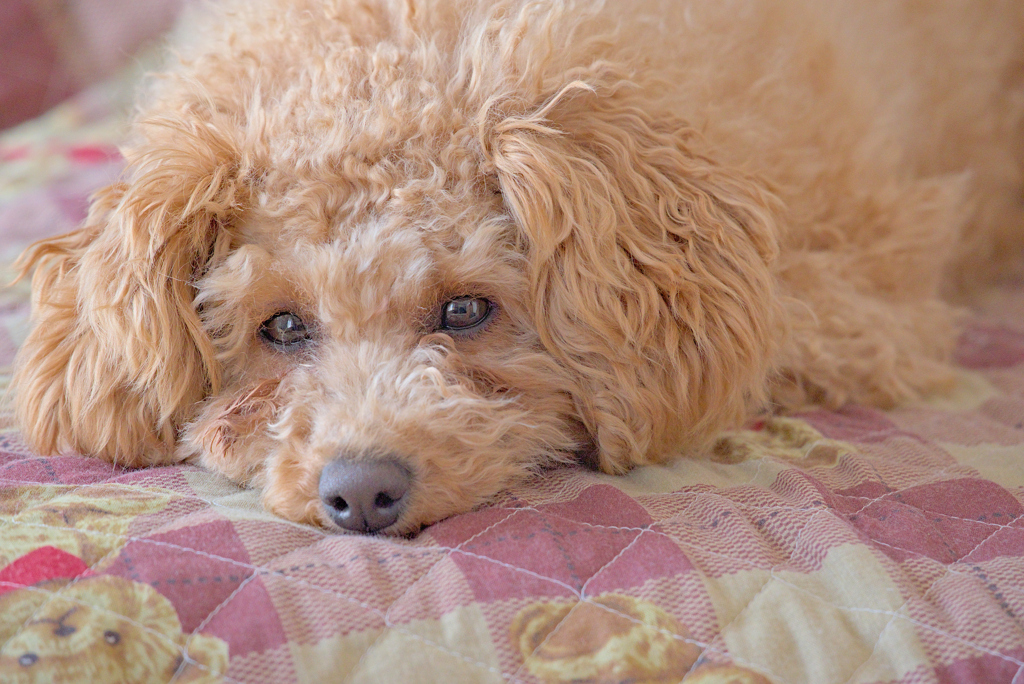 my pretty dog Ⅱ # 239