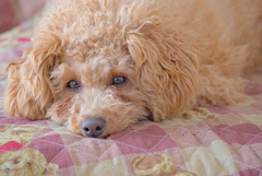 my pretty dog Ⅱ # 239