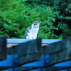 吾輩は猫である、ニャー # 592
