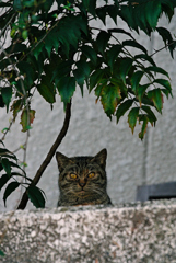 吾輩は猫である、ニャー # 903