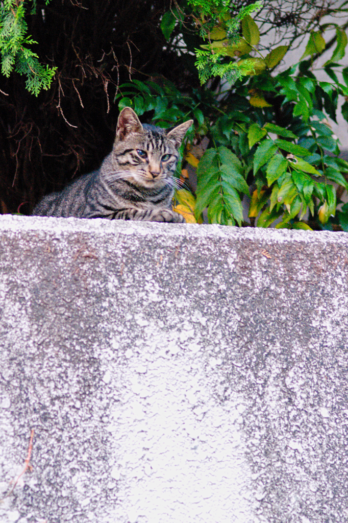 吾輩は猫である、ニャー # 477