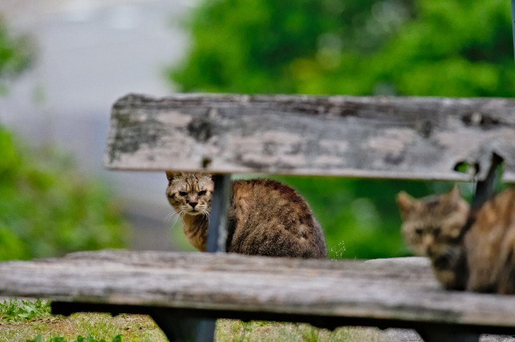 吾輩は猫である、ニャー # 144