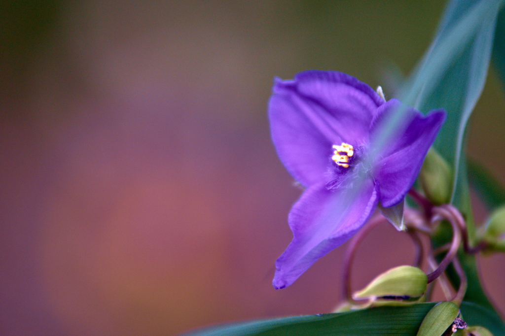 ムラサキツユクサ