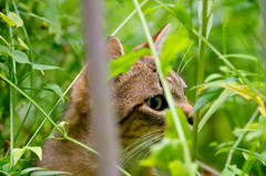吾輩は猫である、ニャー # 311