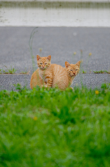 吾輩は猫である、ニャー # 363