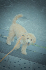 my pretty dog Ⅱ # 102