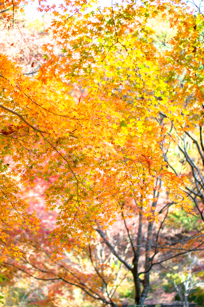 絵画風な紅葉