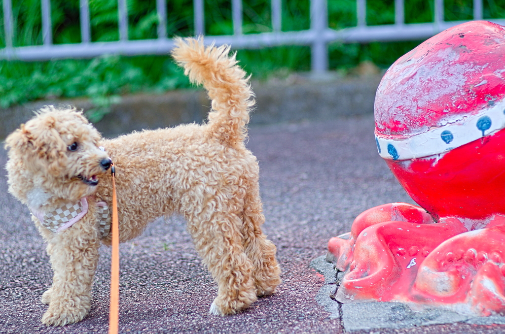 my pretty dog Ⅱ # 139